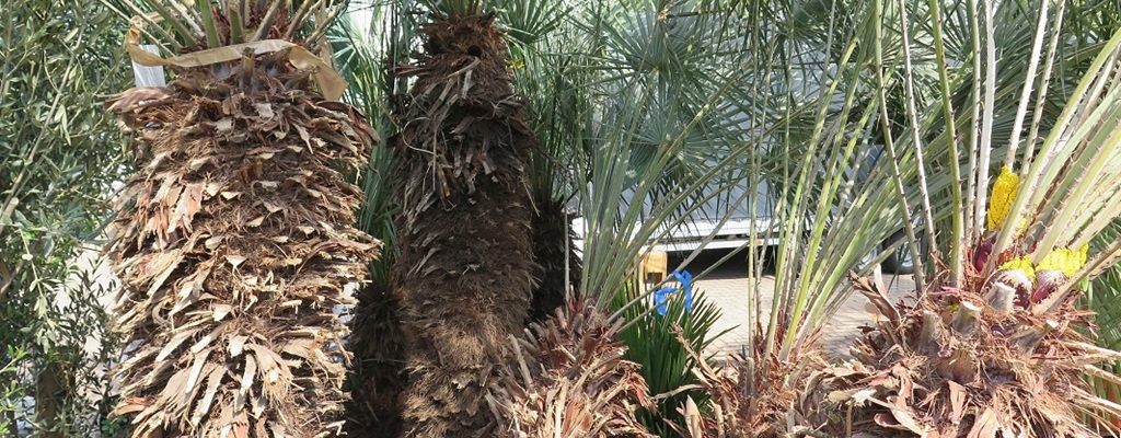 Chamaerops humilis Cerifera