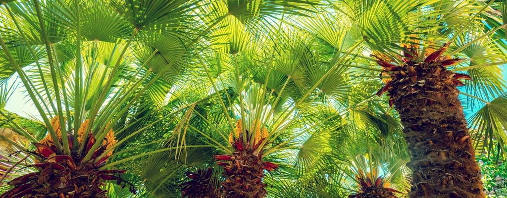 Chamaerops