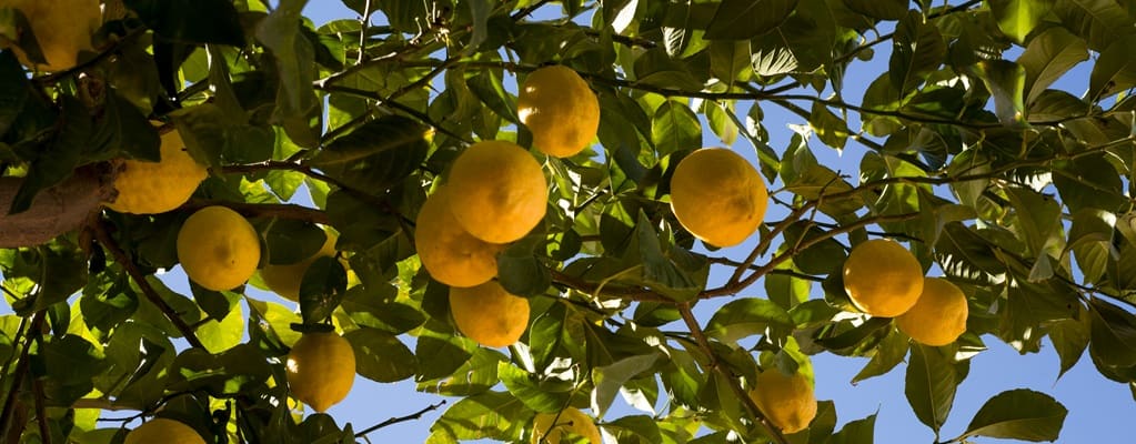 Citrus Bäume