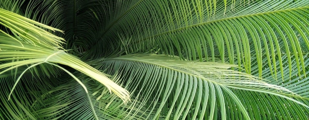 Cycas panzhihueaensis