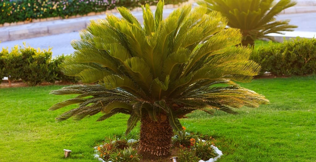 Cycas revoluta