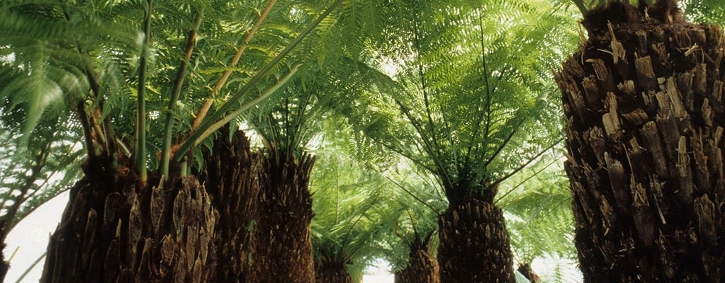 Dicksonia antarctica
