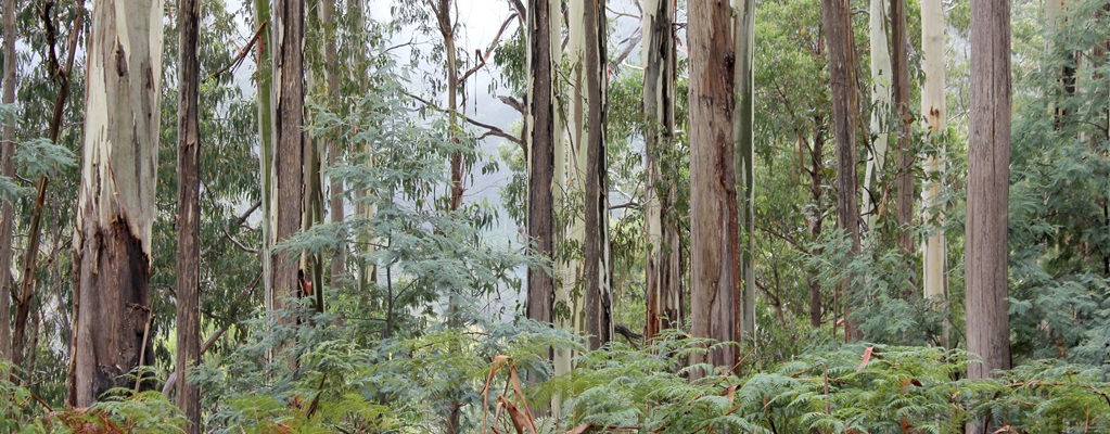 Eucalyptus