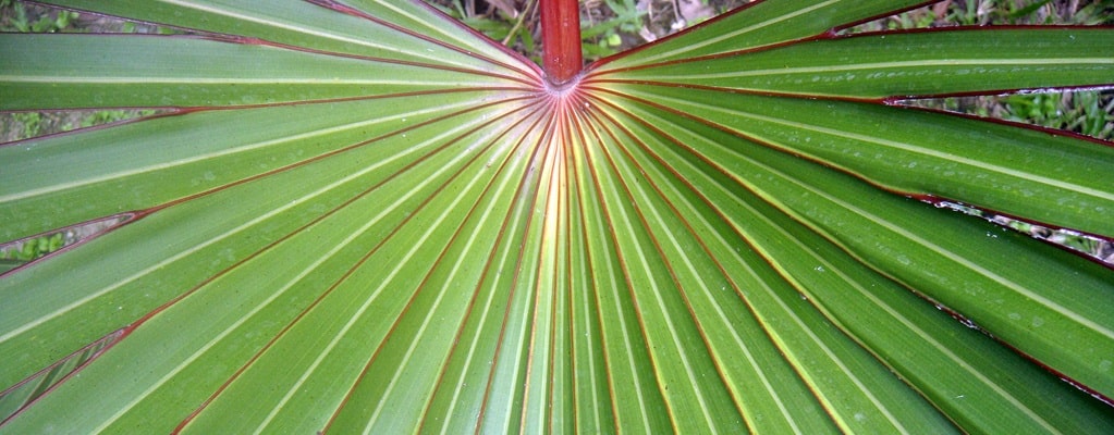 Fächerpalme