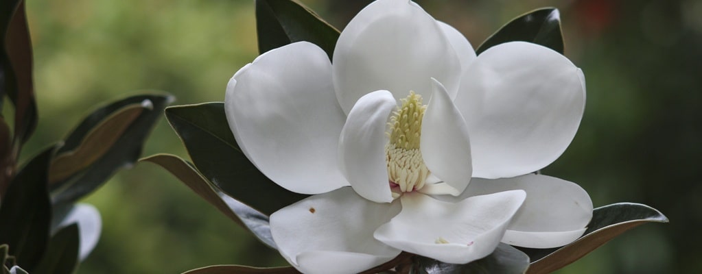 Magnolia