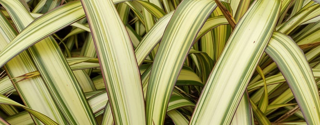 Phormium
