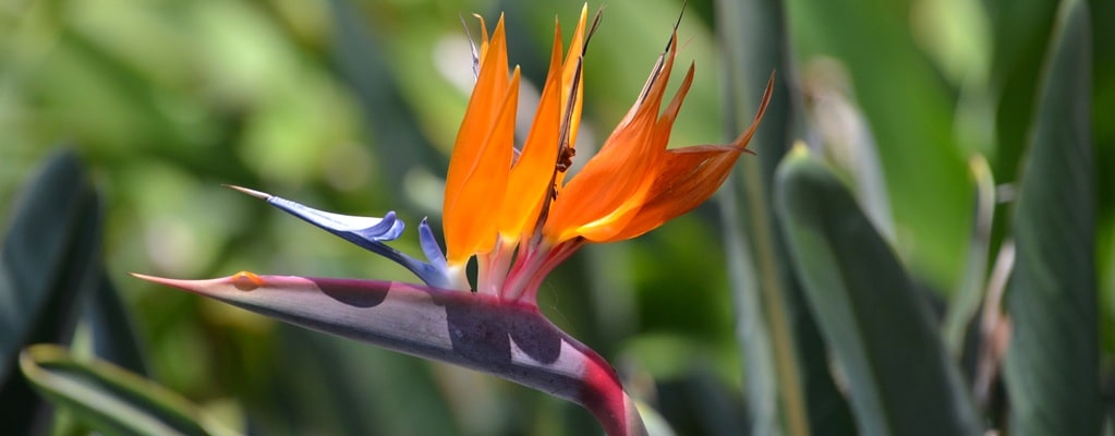 Strelitzia