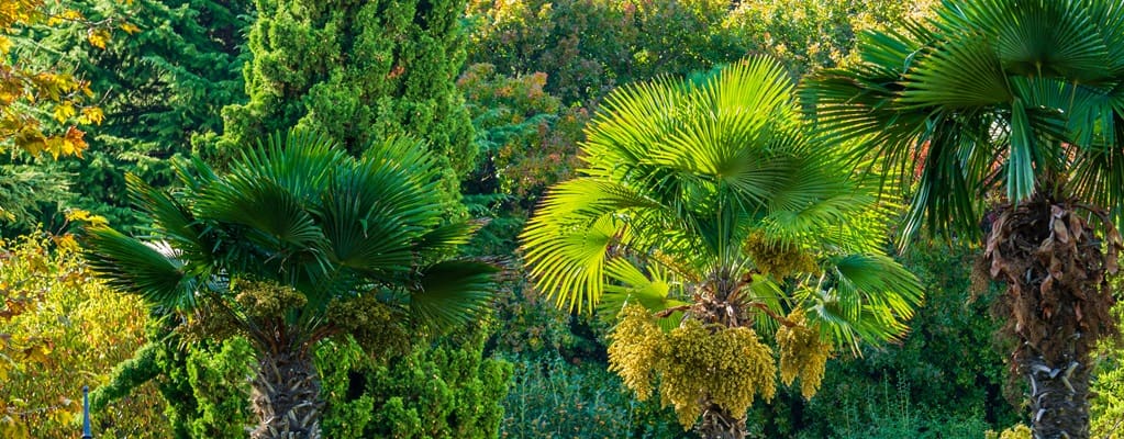 Trachycarpus fortunei