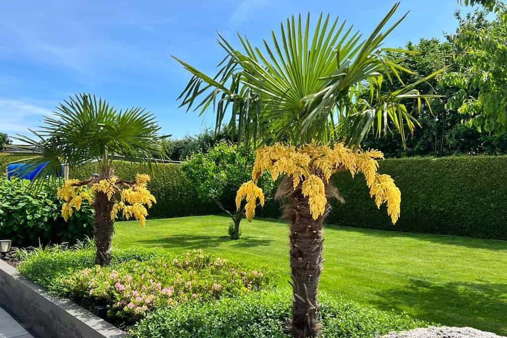 Trachycarpus fortunei