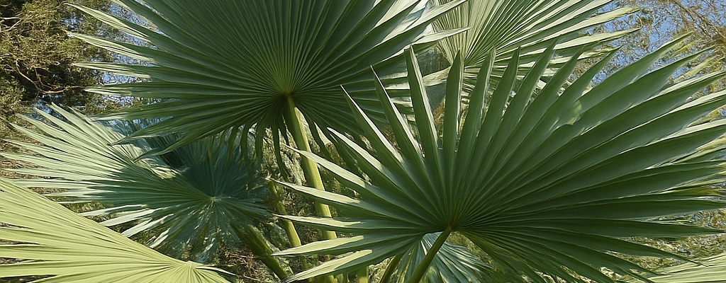 Sonstige Trachycarpus