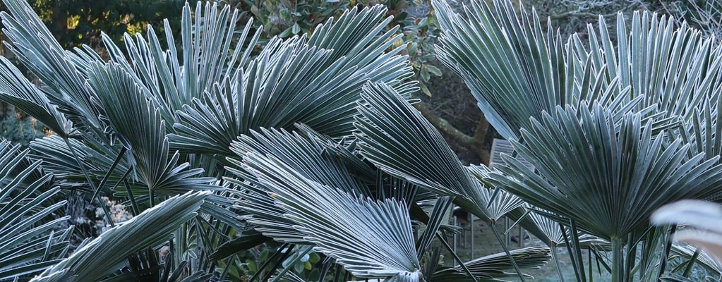 Trachycarpus wagnerianus