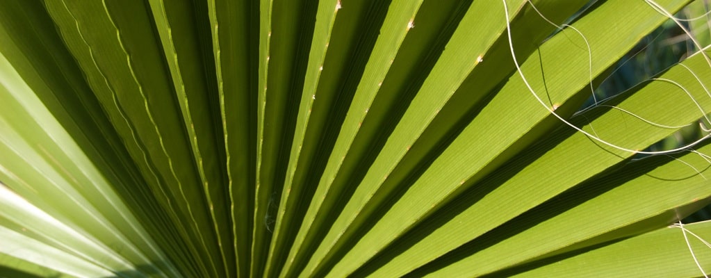 Washingtonia