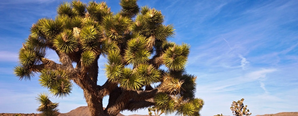 Yucca
