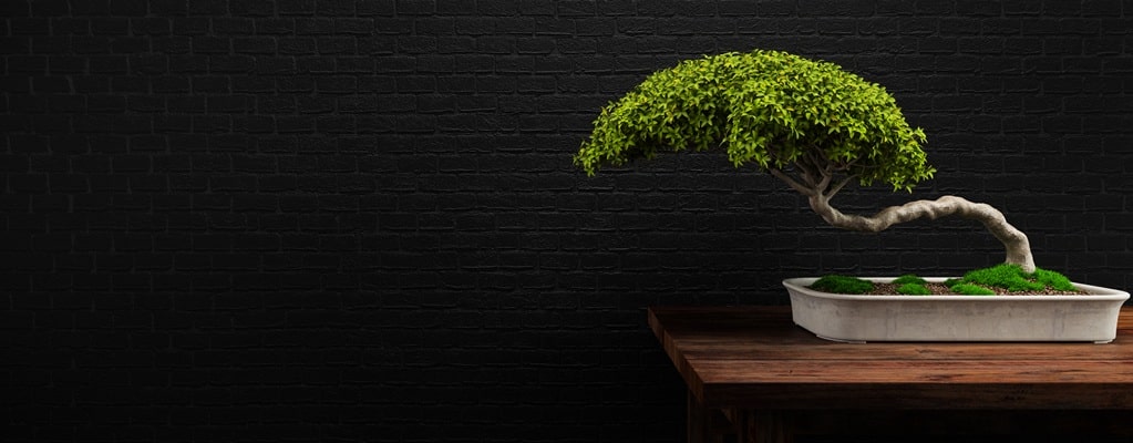 Bonsai