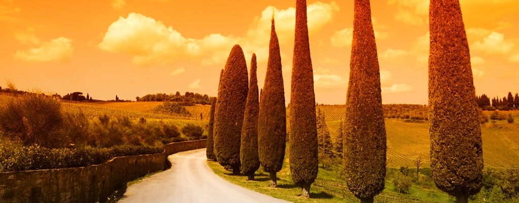 Cupressus