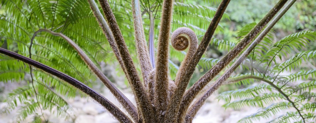 Cyathea