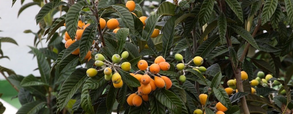 Obstbaum