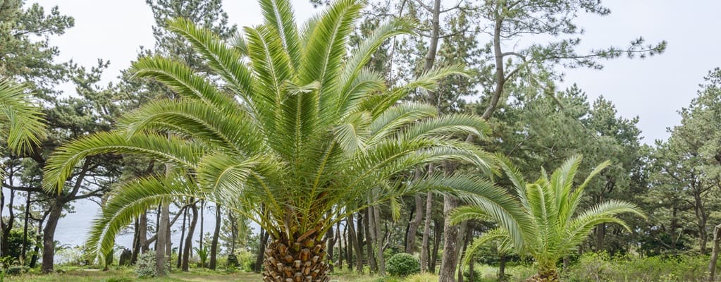 Phoenix canariensis
