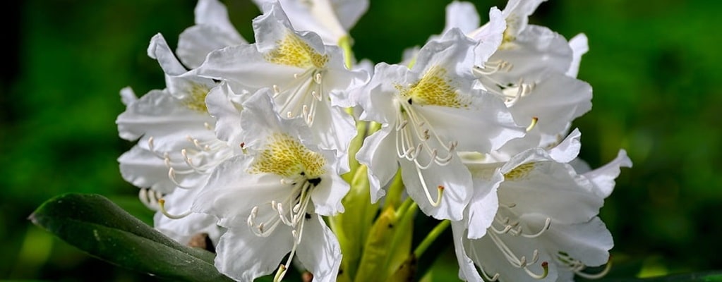 Rhododendron