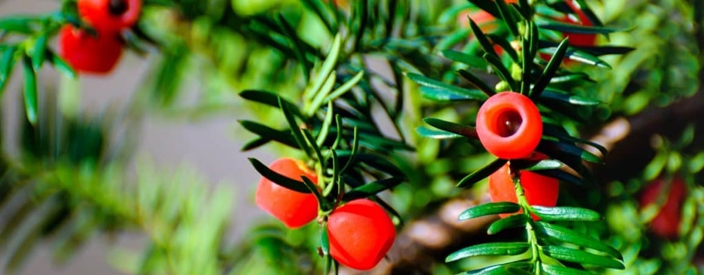 Taxus