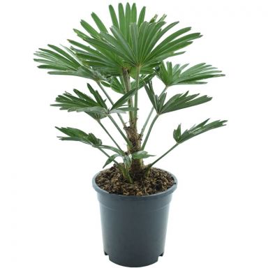 10006 - trachycarpus wagnerianus e k-min