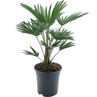 10007 - trachycarpus wagnerianus e k-min