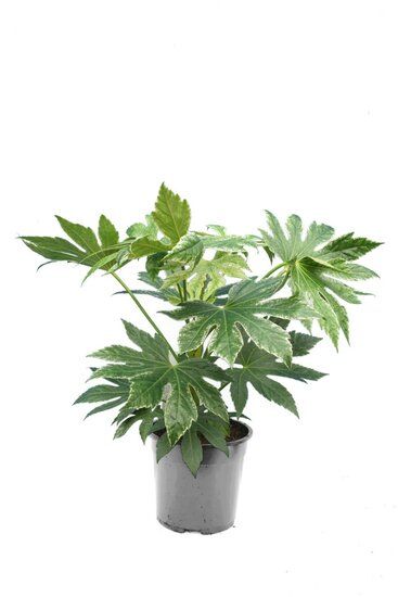 Scindapsus Treubii Dark plant