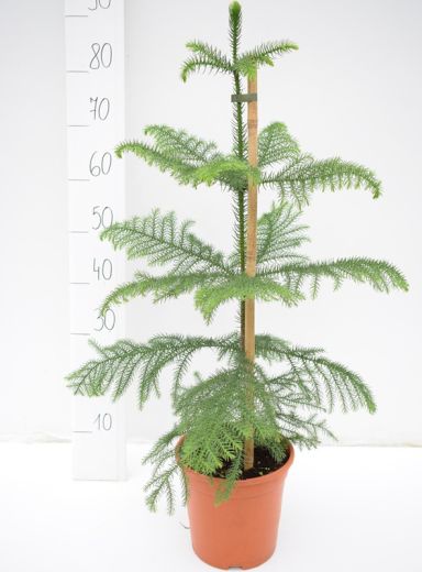 5400 - araucaria heterophylla k