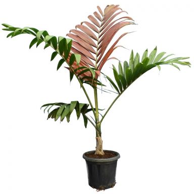 7657 - chambeyronia macrocarpa-min