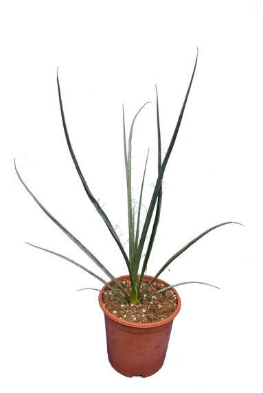 8267 - hesperaloe r rubra-min