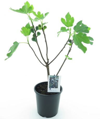 8946 - ficus carica-min