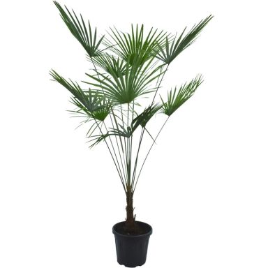 Trachycarpus
