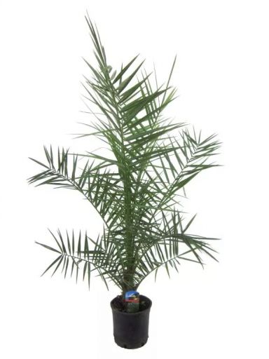Canariensis p15