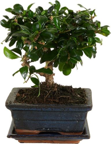 Carmona macrophylla bonsai ball