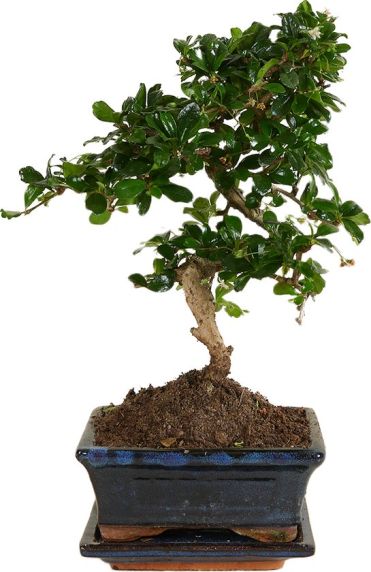 Carmona macrophylla bonsai s