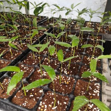 Caryota mitis variegata