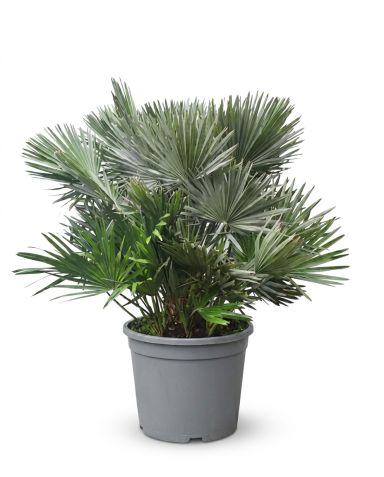 Chamaerops humilis foto