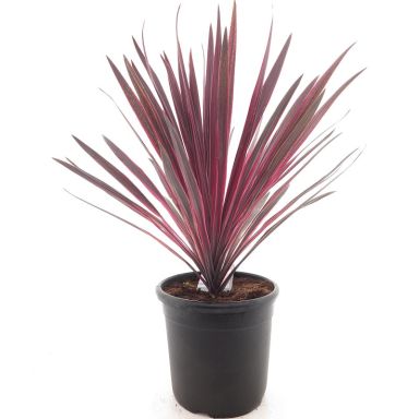 Cordyline australis paso doble-min