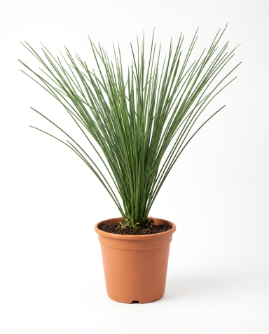 Dasylirion longissimum p27-01