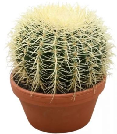 Echinocactus grusonii p20