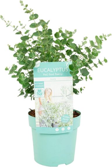 Eucalyptus p15