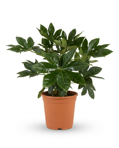 Fatsia japonica p35 - 01