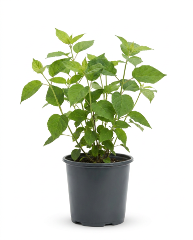 Hydrangea strong anabelle p18 01