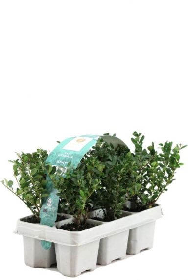 Ilex crenata jenny 6pack 1