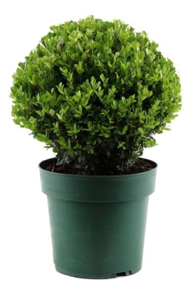 Ilex crenata jenny p21 ball