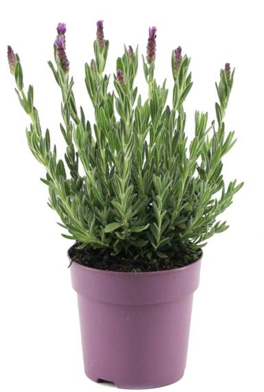 Lavendel stoechas anouk p12 gartenpflanze