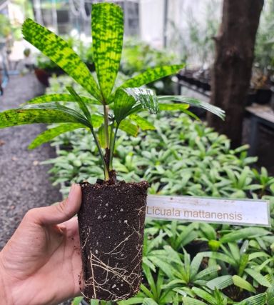 Licuala mattanensis Mapu