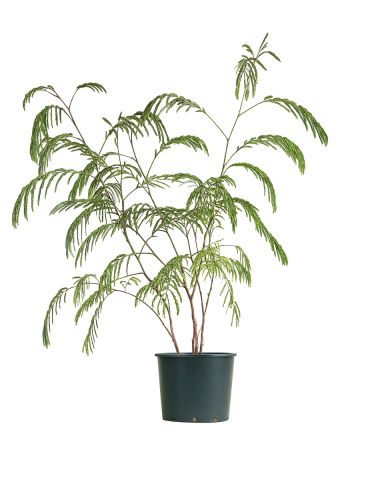 Mps-8710 - albizia -2