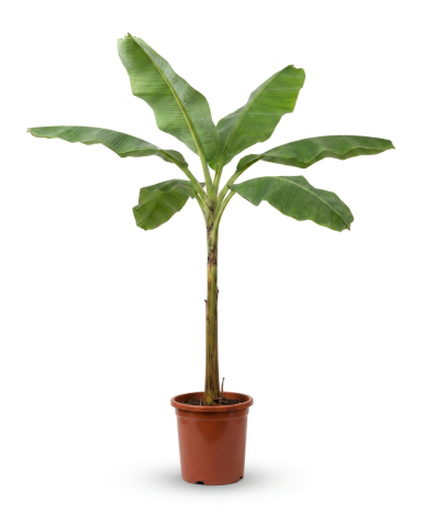 Musa basjoo p30 - 01 1
