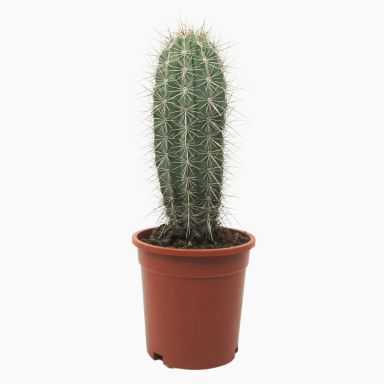 Pachycereus pringlei p17